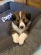 Shetland Sheepdog Puppies for sale in Andover, MN 55304, USA. price: NA