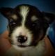 Shetland Sheepdog Puppies for sale in Elcho, WI 54428, USA. price: NA