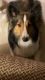 Shetland Sheepdog Puppies for sale in Warsaw, IN, USA. price: NA