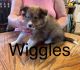 Shetland Sheepdog Puppies for sale in Alexandria, MN 56308, USA. price: $900