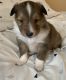 Shetland Sheepdog Puppies for sale in Hershey, PA 17033, USA. price: NA