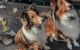 Shetland Sheepdog Puppies for sale in Grants Pass, OR, USA. price: NA