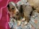 Shetland Sheepdog Puppies for sale in Trilla, IL 62440, USA. price: $2,000