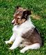 Shetland Sheepdog Puppies for sale in Elcho, WI 54428, USA. price: $60,000
