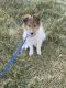 Shetland Sheepdog Puppies for sale in Elmwood, IL, USA. price: $1,000