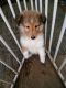Shetland Sheepdog Puppies for sale in Walden, VT, USA. price: $500
