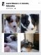 Shetland Sheepdog Puppies for sale in Lincoln, NE, USA. price: $600
