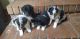 Shetland Sheepdog Puppies for sale in Opelika, AL, USA. price: NA