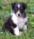 Shetland Sheepdog Puppies for sale in Nicholasville, KY 40356, USA. price: $1,000