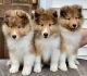 Shetland Sheepdog Puppies for sale in Davidson, NC, USA. price: $2,500