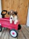 Shetland Sheepdog Puppies for sale in Middlefield, OH 44062, USA. price: $95,000