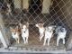 Shetland Sheepdog Puppies for sale in Goodman, MO 64843, USA. price: $100