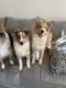 Shetland Sheepdog Puppies for sale in Concord, NC, USA. price: $1,000