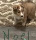 Shetland Sheepdog Puppies for sale in Pataskala, OH, USA. price: $750