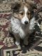 Shetland Sheepdog Puppies for sale in Questa, NM 87556, USA. price: NA