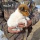 Shetland Sheepdog Puppies for sale in Yuba, WI 54634, USA. price: $150