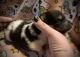 Shetland Sheepdog Puppies for sale in Piketon, OH 45661, USA. price: NA