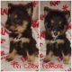 Shetland Sheepdog Puppies for sale in Locust, NC, USA. price: NA