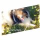 Shetland Sheepdog Puppies for sale in Elmwood, IL, USA. price: NA