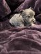 Shetland Sheepdog Puppies for sale in Dallas, TX, USA. price: $400