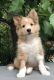 Shetland Sheepdog Puppies for sale in Gilroy, CA 95020, USA. price: NA