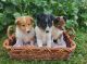 Shetland Sheepdog Puppies for sale in Rock Valley, IA 51247, USA. price: $500