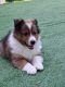 Shetland Sheepdog Puppies for sale in Germantown, MD, USA. price: NA