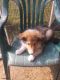 Shetland Sheepdog Puppies for sale in St Cloud, MN 56301, USA. price: $925