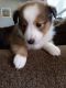 Shetland Sheepdog Puppies for sale in London, OH 43140, USA. price: $3,000