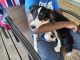 Shetland Sheepdog Puppies for sale in 278 340th St, Fertile, IA 50434, USA. price: NA