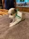 Shetland Sheepdog Puppies for sale in Macon, GA, USA. price: NA
