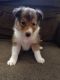 Shetland Sheepdog Puppies for sale in London, OH 43140, USA. price: $1,700