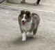 Shetland Sheepdog Puppies for sale in Lancaster, OH 43130, USA. price: $1,800