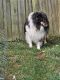 Shetland Sheepdog Puppies for sale in Georgetown, KY 40324, USA. price: $100