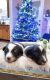 Shetland Sheepdog Puppies