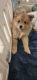 Shetland Sheepdog Puppies for sale in Navarre, FL 32566, USA. price: $350