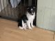 Shetland Sheepdog Puppies for sale in Hot Springs, Arkansas. price: $1,000