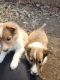 Shetland Sheepdog Puppies