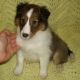 Shetland Sheepdog Puppies for sale in Portage, WI 53901, USA. price: $450