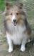 Shetland Sheepdog Puppies for sale in Houston, TX, USA. price: NA