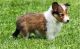 Shetland Sheepdog Puppies for sale in Los Angeles, CA, USA. price: NA