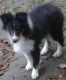 Shetland Sheepdog Puppies for sale in Texas, USA. price: NA
