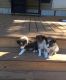 Shetland Sheepdog Puppies for sale in Sacramento, CA, USA. price: NA