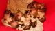 Shetland Sheepdog Puppies for sale in Redding, CA, USA. price: NA