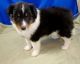 Shetland Sheepdog Puppies for sale in Charlotte, NC, USA. price: $400