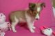 Shetland Sheepdog Puppies for sale in Rome, NY, USA. price: $1,000