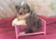 Shetland Sheepdog Puppies for sale in Beaver Creek, CO 81620, USA. price: $500