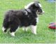 Shetland Sheepdog Puppies for sale in Los Angeles, CA, USA. price: NA