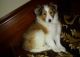 Shetland Sheepdog Puppies for sale in Rochester, NY, USA. price: NA