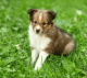 Shetland Sheepdog Puppies for sale in Metairie, LA, USA. price: NA
